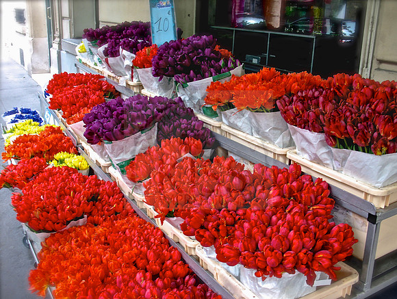 Tulip stand -  IMG_1630