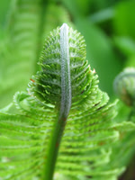 Greens