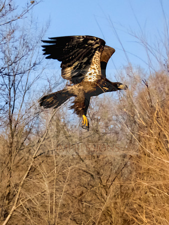 American bald eagle - IMG_5800