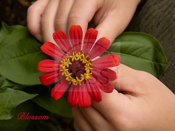 Blossom Inspiration - IMG_3444I