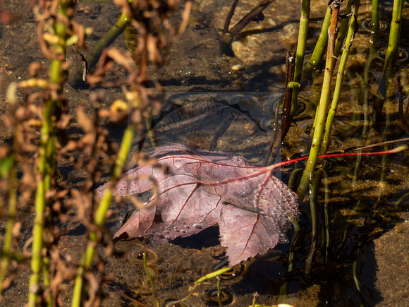 Leaf in water - IMG_6084