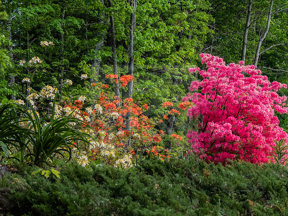Summer Forest Blooms - IMG_8743
