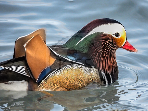 Mandarin duck - IMG_9267