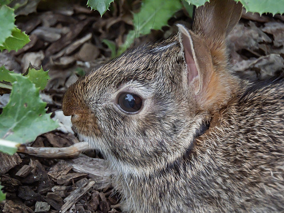 Eastern cottontail - IMG_2907