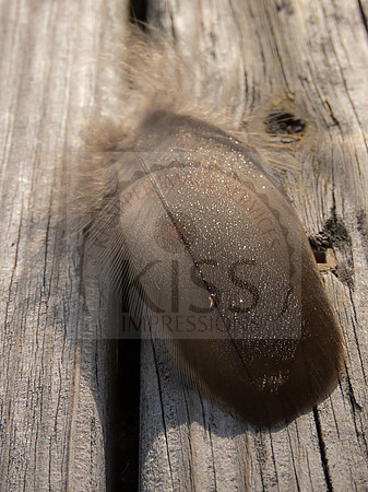 Bird feather on wood - IMG_0939