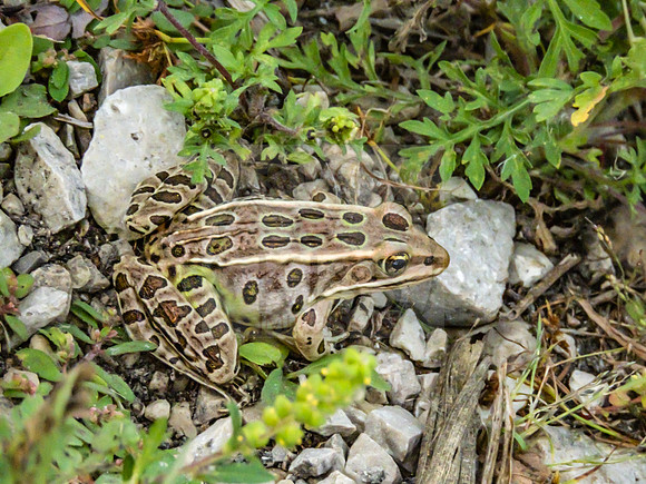Northern leopard frog - IMG_1042