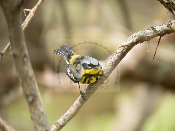Magnolia warbler - IMG_4638