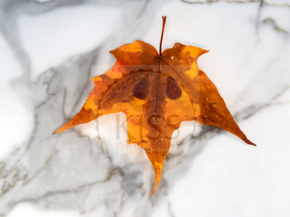 Ghostly leaf - IMG_7780