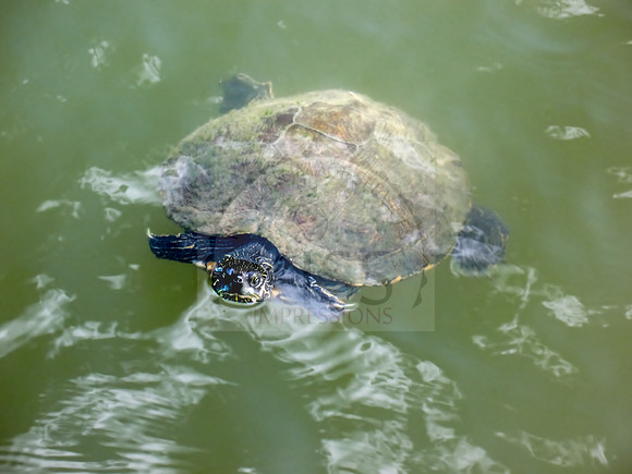 Texas river turtle - IMG_1100