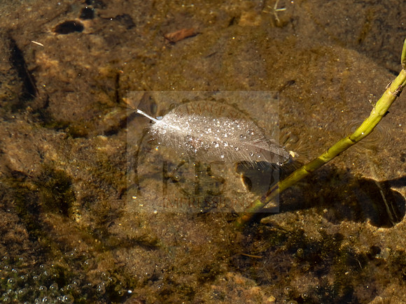 Feather floating on river - IMG_6086