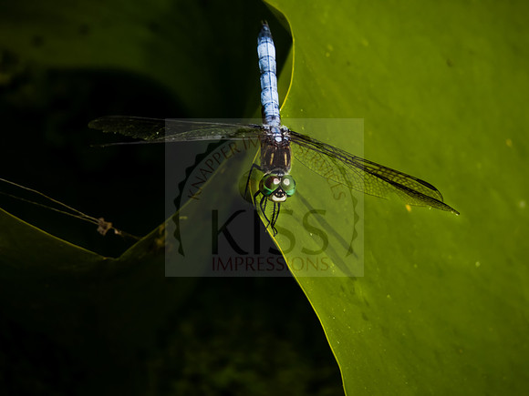 Dragonfly on lily pad - IMG_2173
