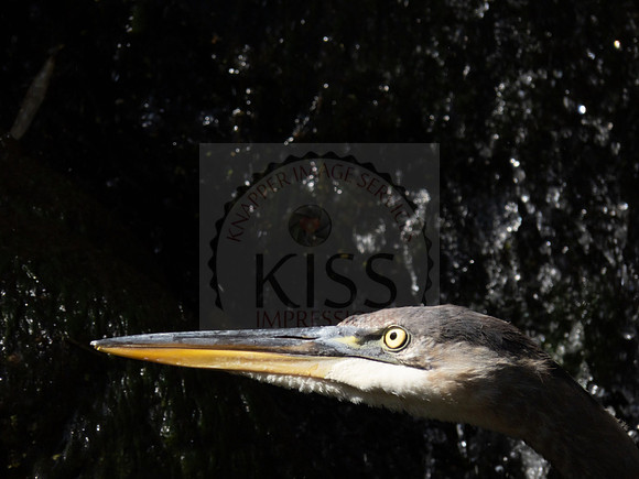 Blue heron profile - IMG_3036