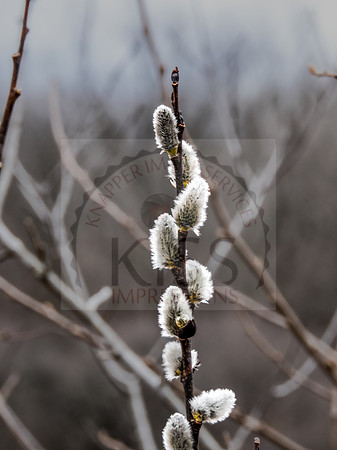 American pussy willow - IMG_9320
