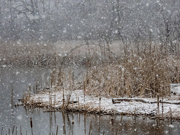 Winter marshland - IMG_8617
