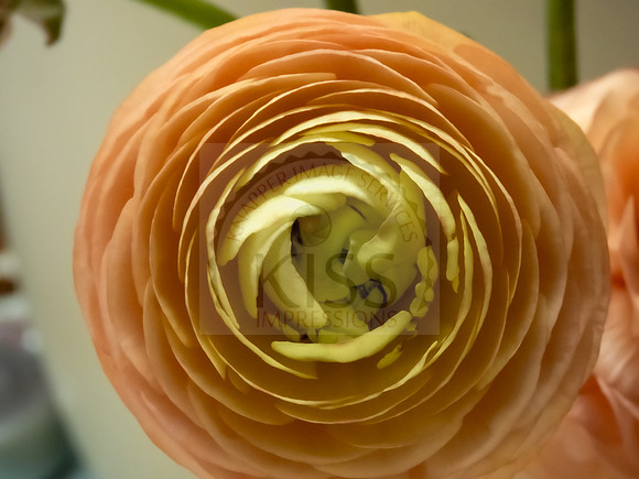 Persian buttercup - IMG_8042