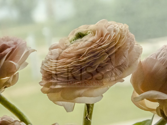 Persian buttercup - IMG_8239