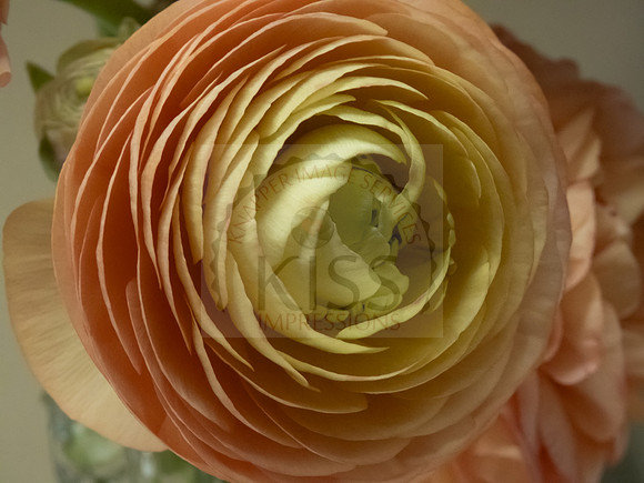 Persian buttercup - IMG_8061