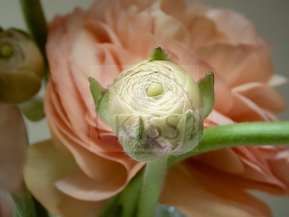 Persian buttercup - IMG_8050