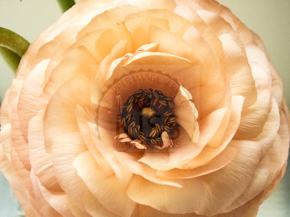 Persian Buttercup - IMG_8019