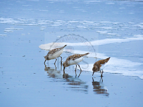 Western sandpiper - IMG_5270