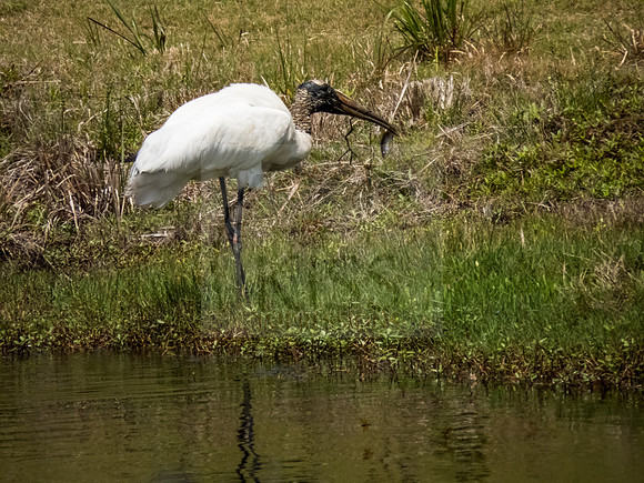Wood stork - IMG_4751