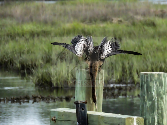 Anhinga - IMG_4971
