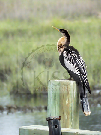 Anhinga - IMG_4964