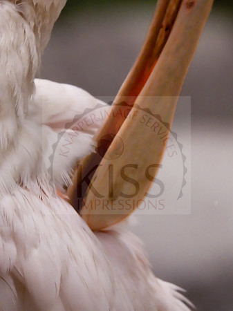 Spoonbill - IMG_5677
