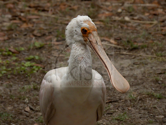 Spoonbill - IMG_5650