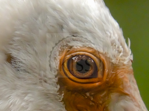 Spoonbill eye macro - IMG_5726