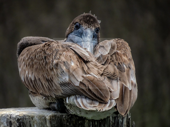 Brown pelican - IMG_4212