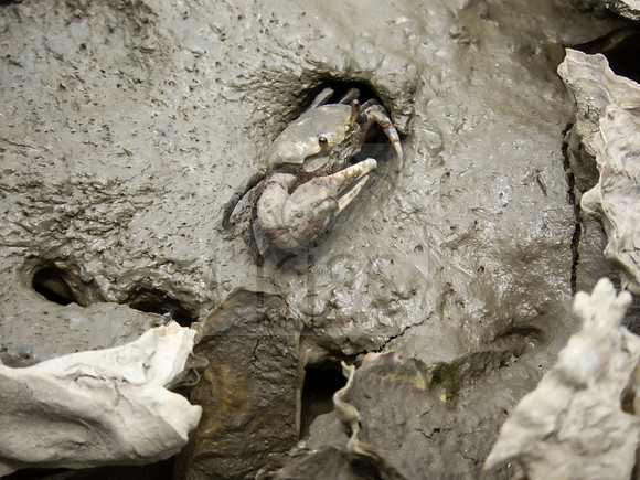 Mud crab - IMG_4167