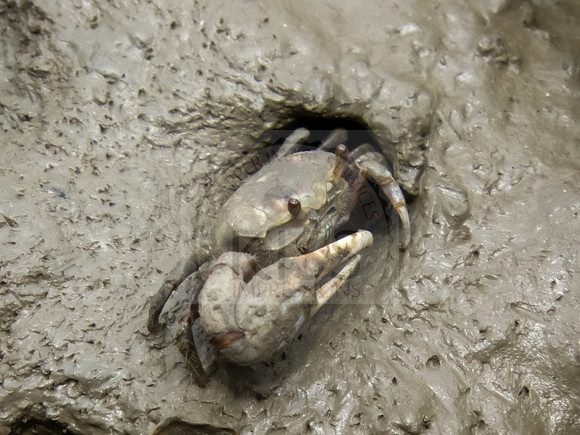 Mud crab close-up - IMG_4167 Macro