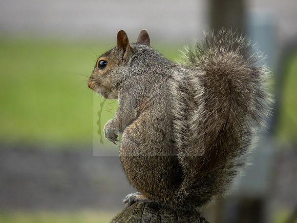 Eastern gray squirrel - IMG_4894