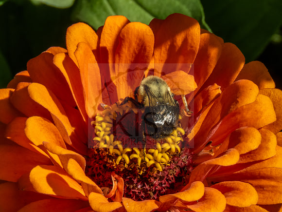 Bumble bee on orange zinnia - IMG_5461