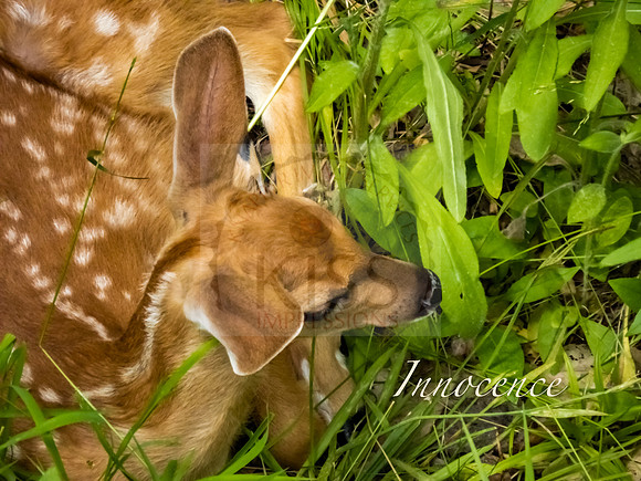 Innocence Inspiration - IMG_1374