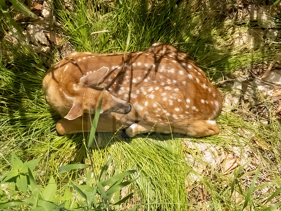 Resting fawn - IMG_1413