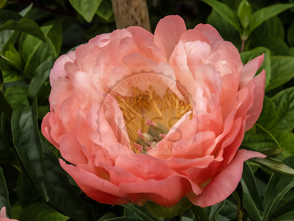 Peony - IMG_7589