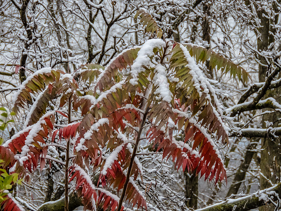 Sumac in snow - IMG_7154
