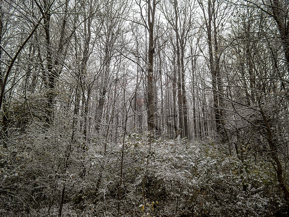 Winter woodland - IMG_7124