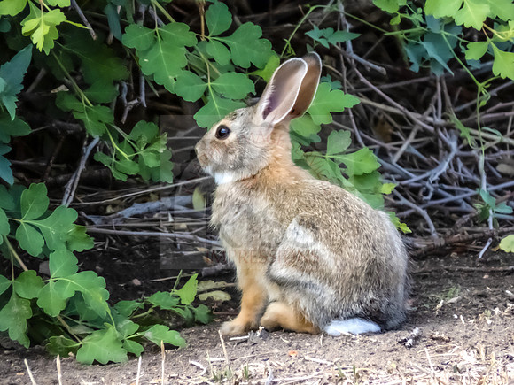 Peter cottontail