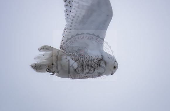Hunting snowy owl.
