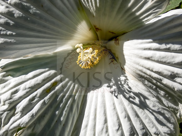 White hibiscus - IMG_2421