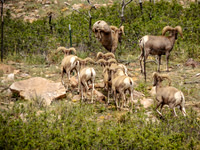 Wildlife