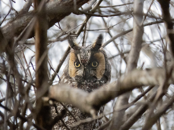 lesser horned owl