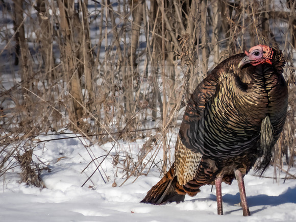 Wild turkey - IMG_2937