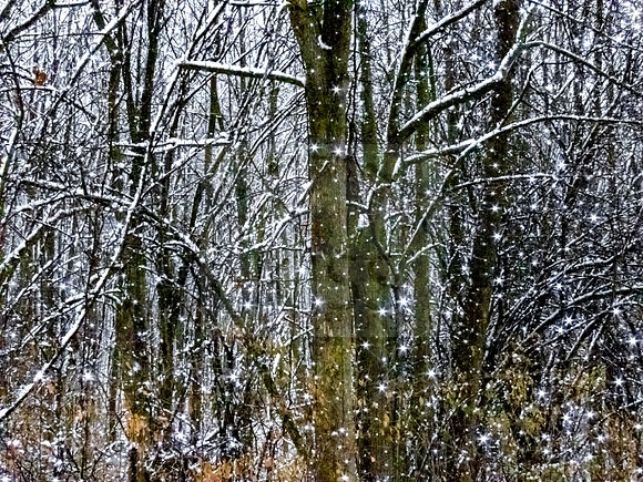 Magical forest - IMG_8636