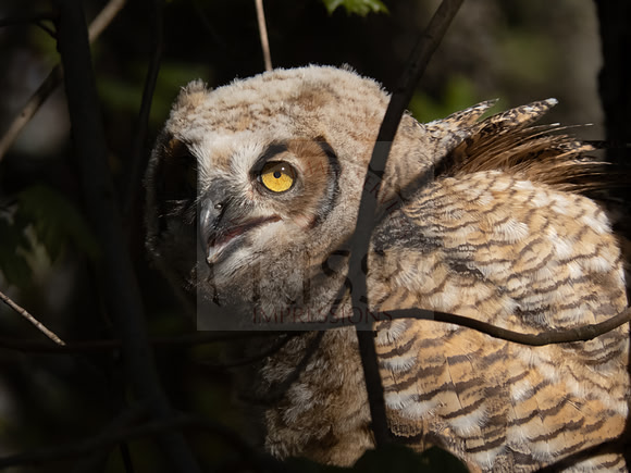 Juvenile great horned owl - IMG_0740