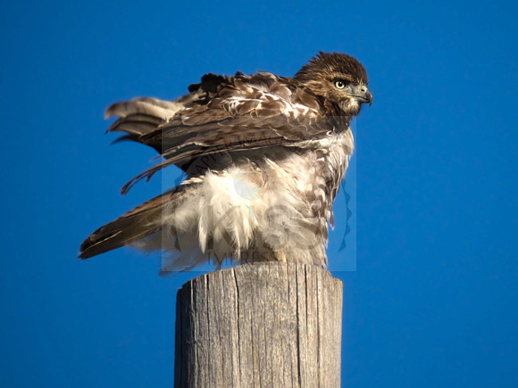 Red-tailed hawk - IMG_2893