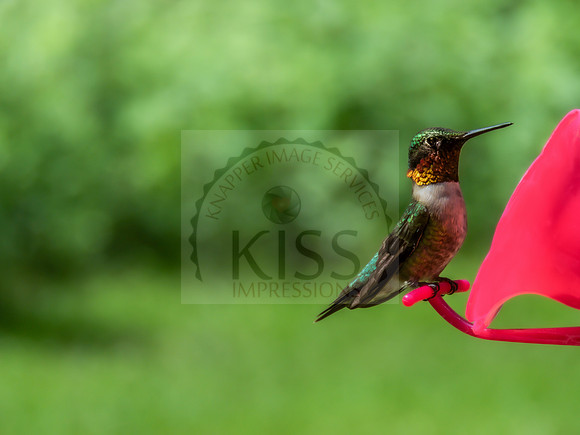Ruby-throated hummingbird - IMG_8738